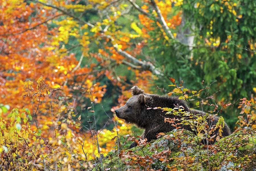 Bear in Autumn Forest Photograph by Arterra Picture Library