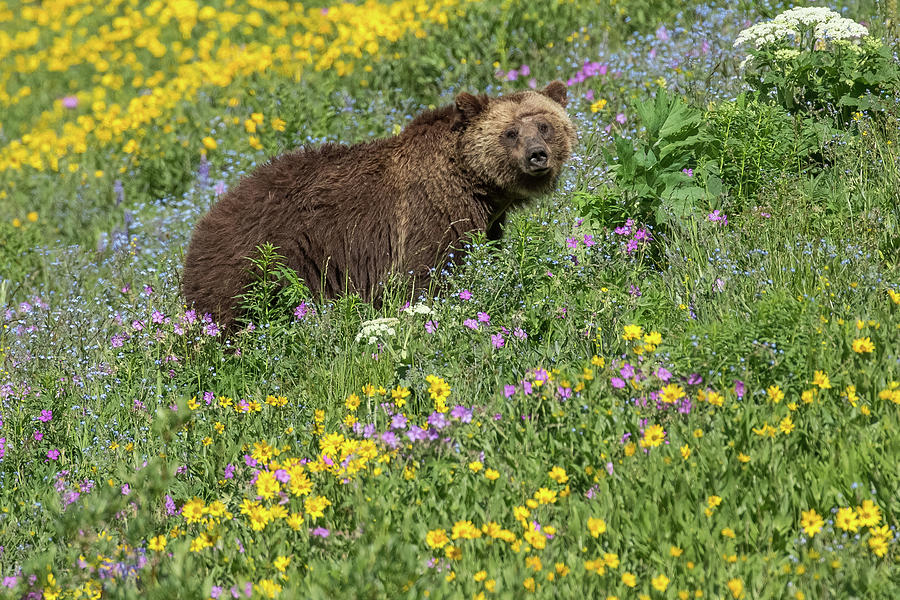 Bear in Blooms Photograph by Sandy Sisti