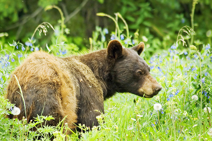 Bear In Flowers Photograph by Gary Beeler