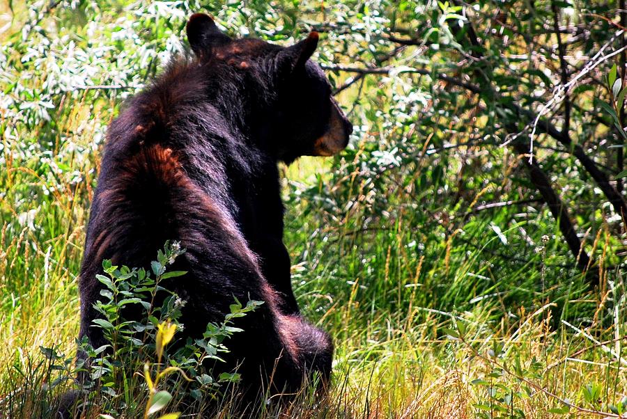 Animal Photograph - Bear in Forest by Matt Quest