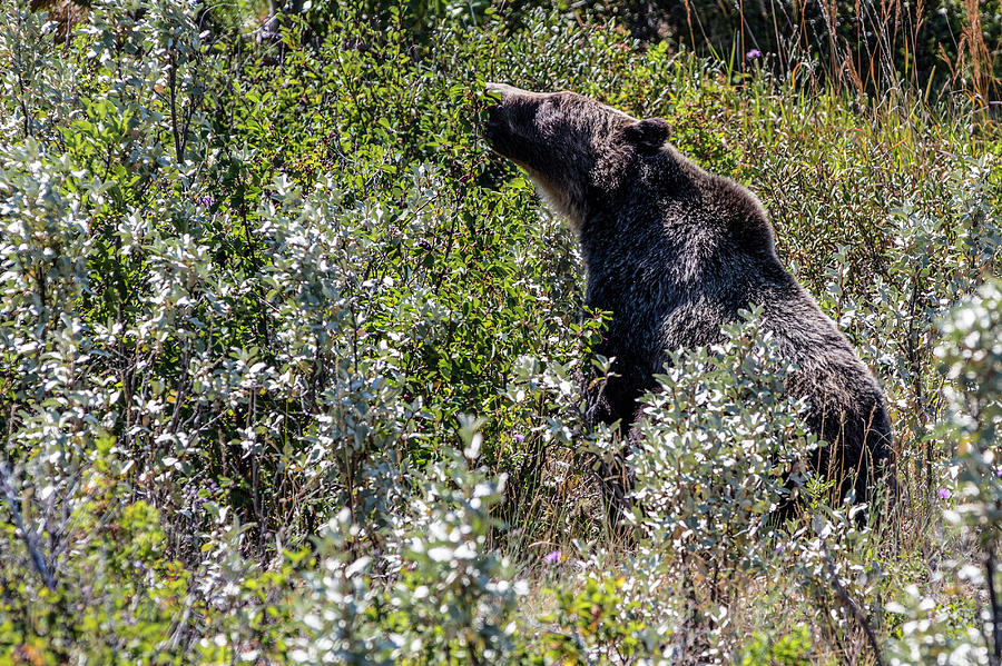 Bear in Glacier National Park  Photograph by John McGraw