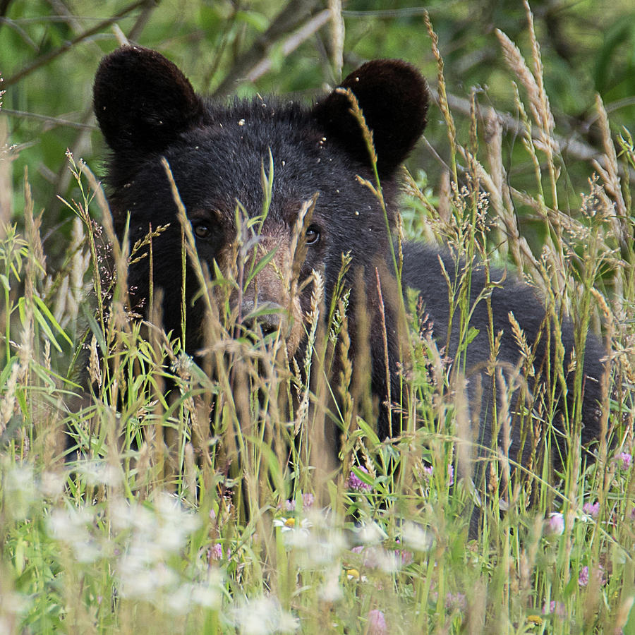 Nature Photograph - Bear In Tall Grass by Benjamin King