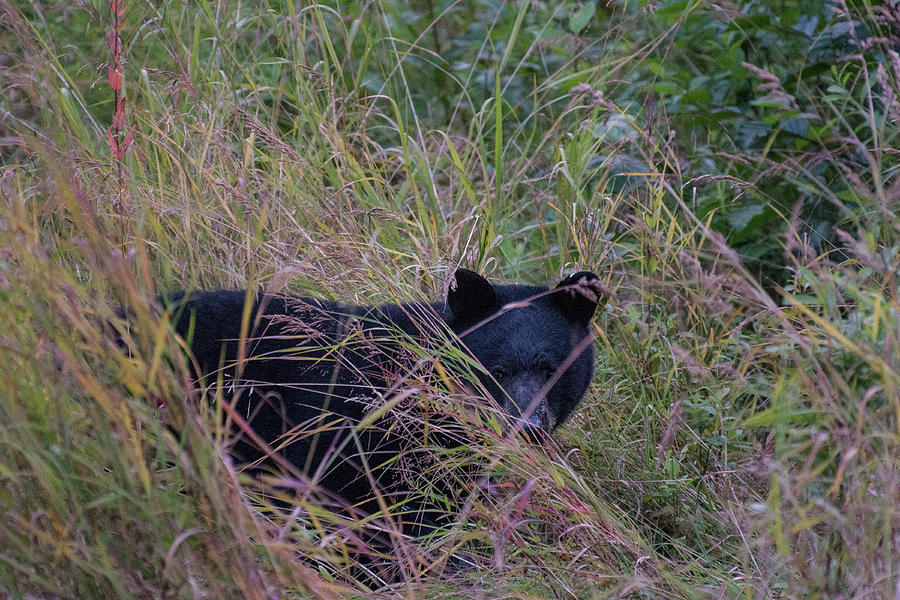 Bear in the Bush Photograph by David Kirby
