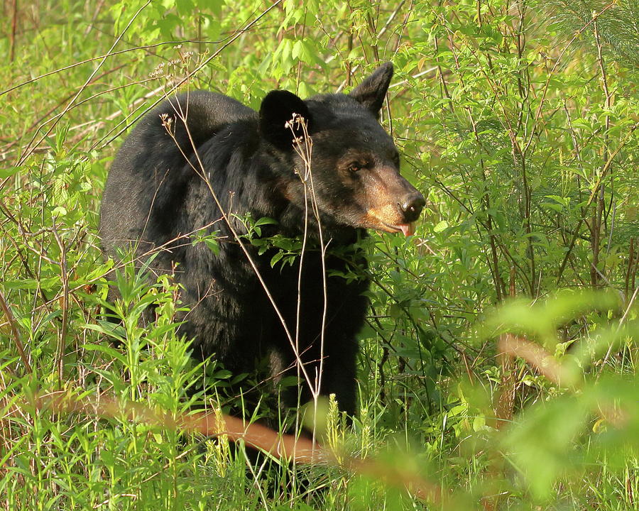 Bear in the grass Photograph by Coby Cooper