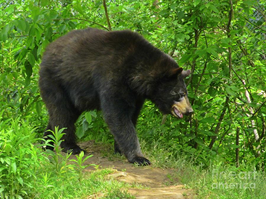 Bear Photograph - Bear in the Woods by Crystal Loppie