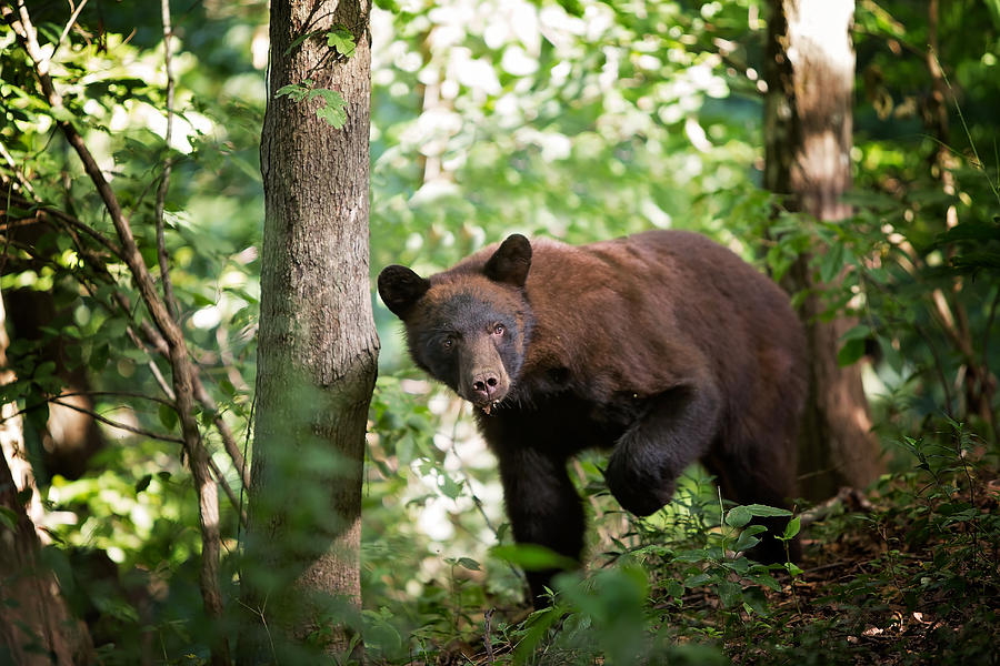 Bear in the Woods Photograph by Eilish Palmer