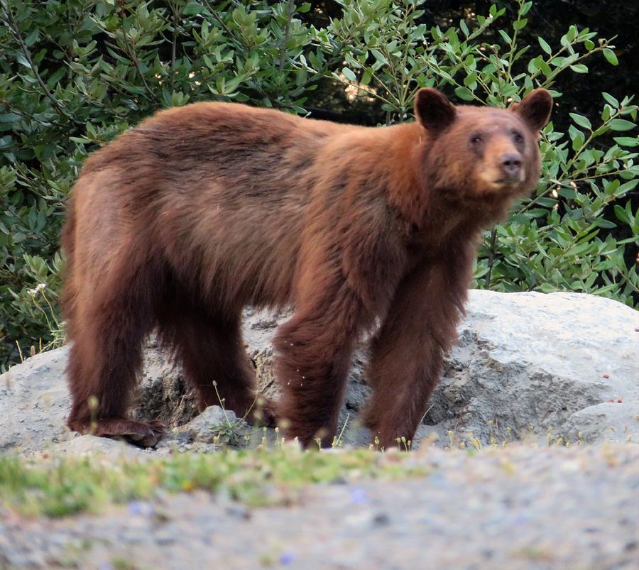 Bear in the Yard Photograph by Susan Lindblom - Fine Art America