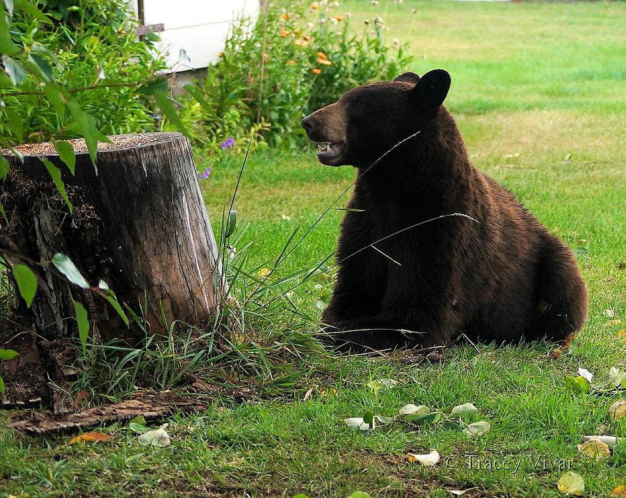 Bear in the Yard Photograph by Tracey Vivar