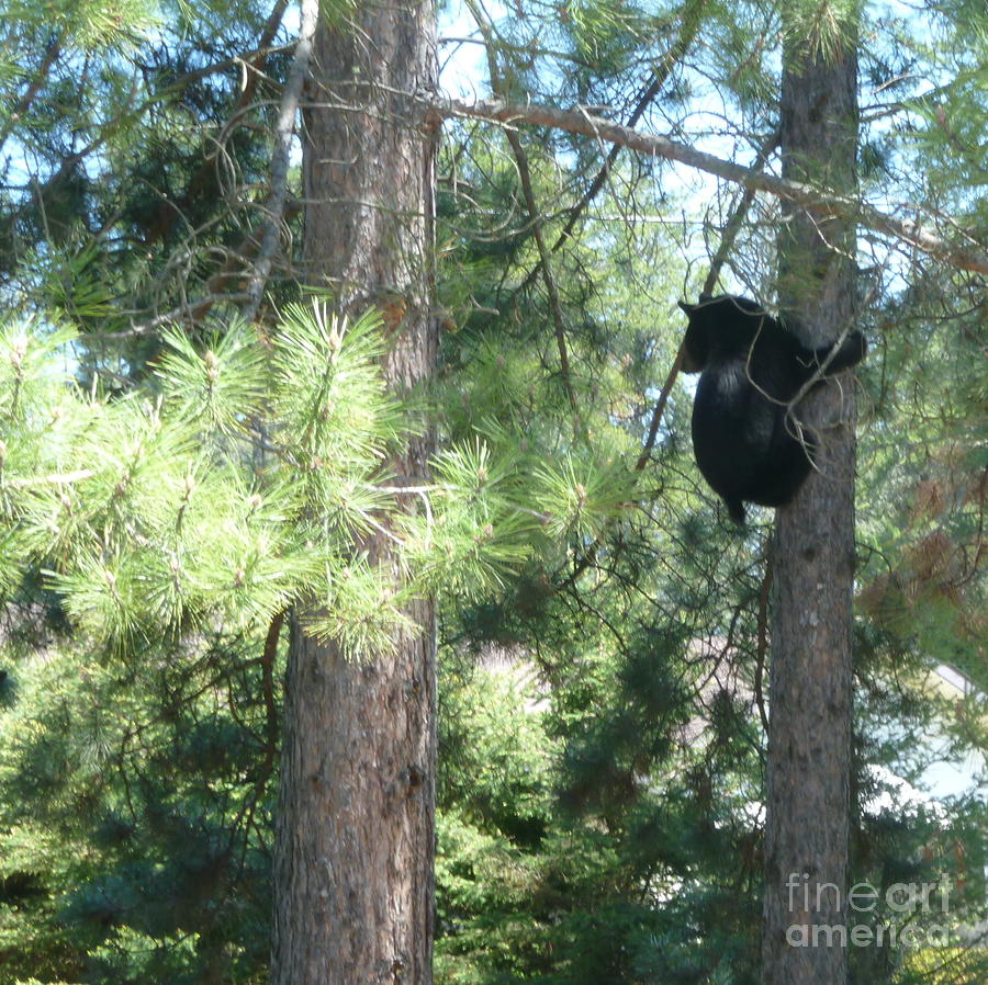 Bear In Tree Photograph by Wild Rose Studio