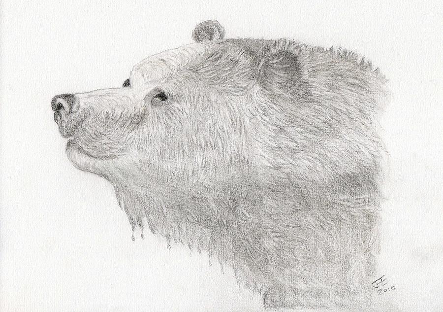 Bear In Water Drawing by Jacqueline Essex - Fine Art America