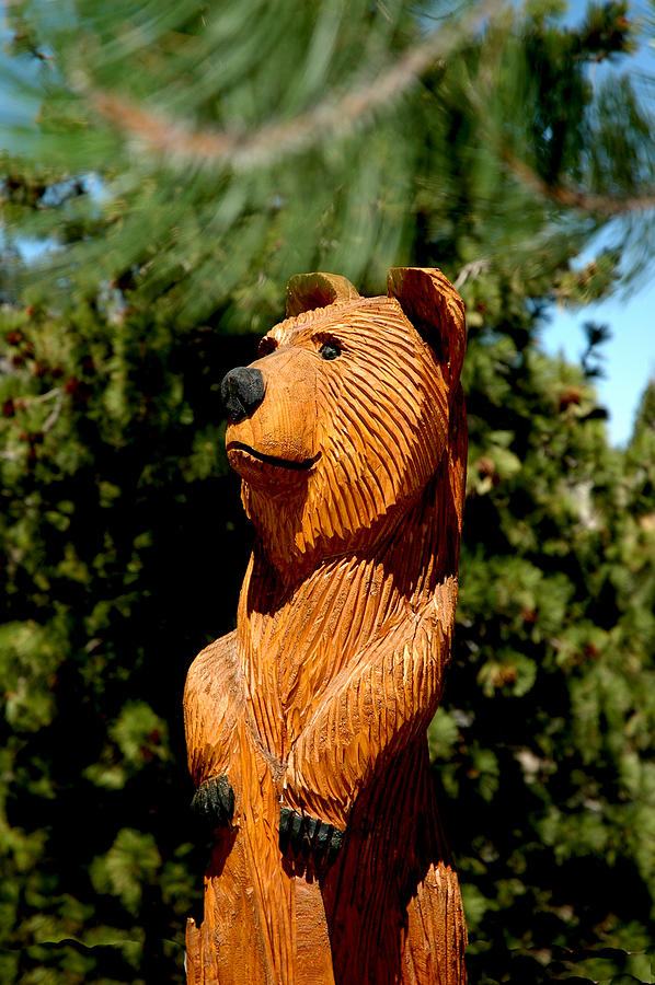 Bear in Woods Photograph by LeeAnn McLaneGoetz McLaneGoetzStudioLLCcom