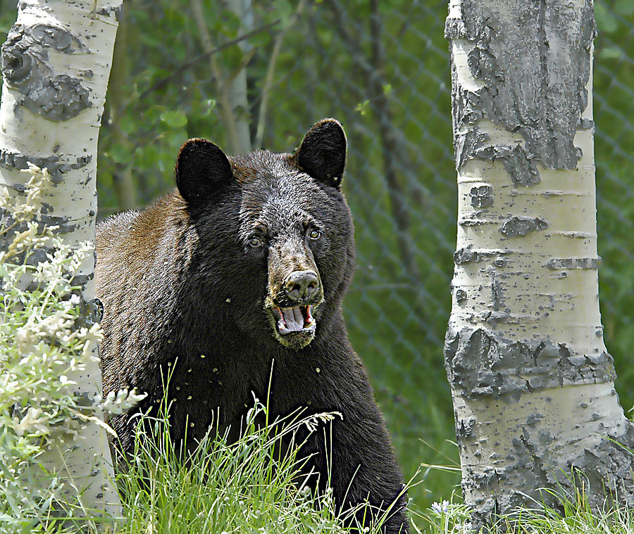 Bear In Yard Photograph by Gary Beeler