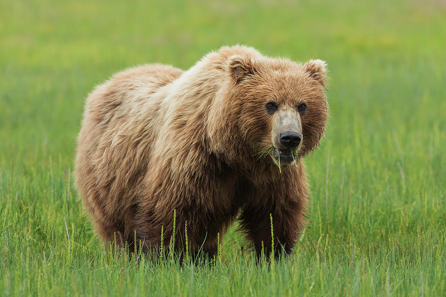 Bear #1 Photograph by Ken Weber