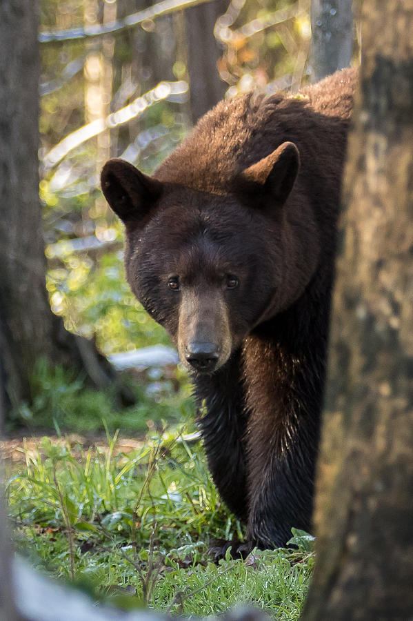 Bear Photograph by Mary Jo Cox