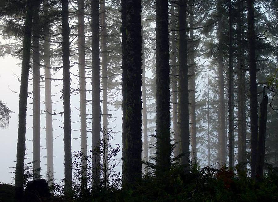 Bear Mountain Trees with Fog Photograph by Kami McKeon