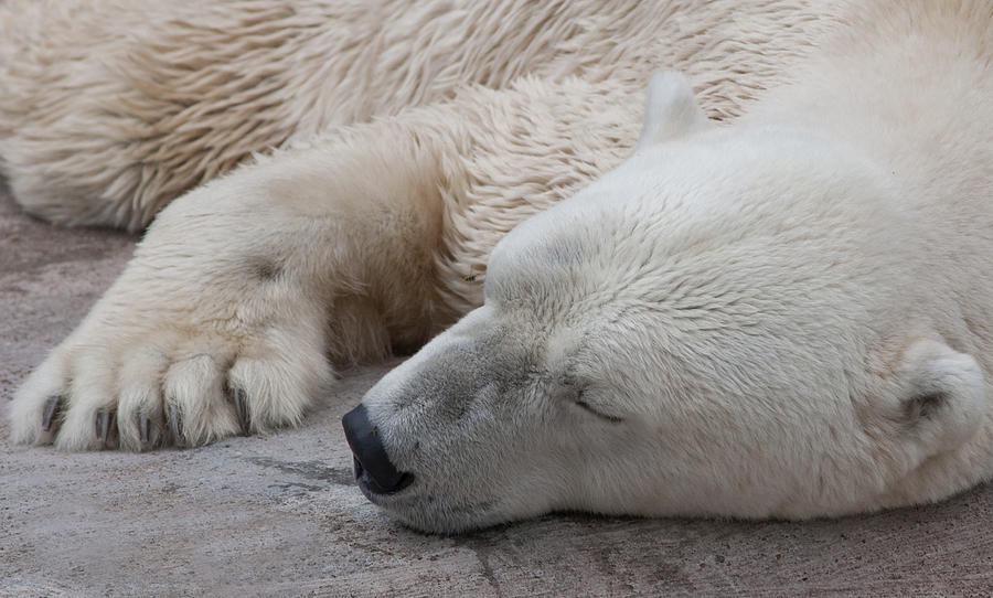Bear Nap Photograph by Cindy Haggerty
