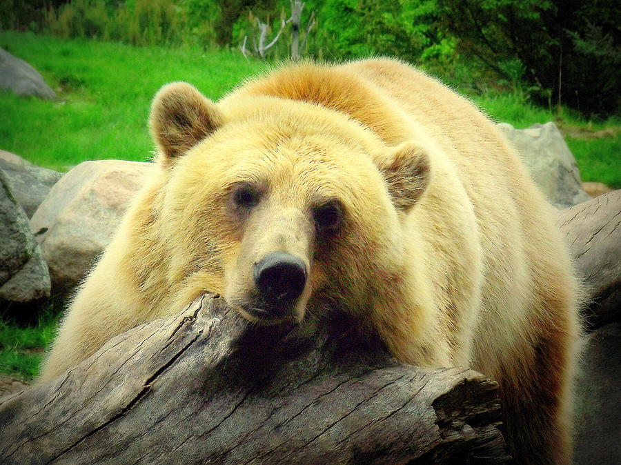 Bear on a log Photograph by John Olson
