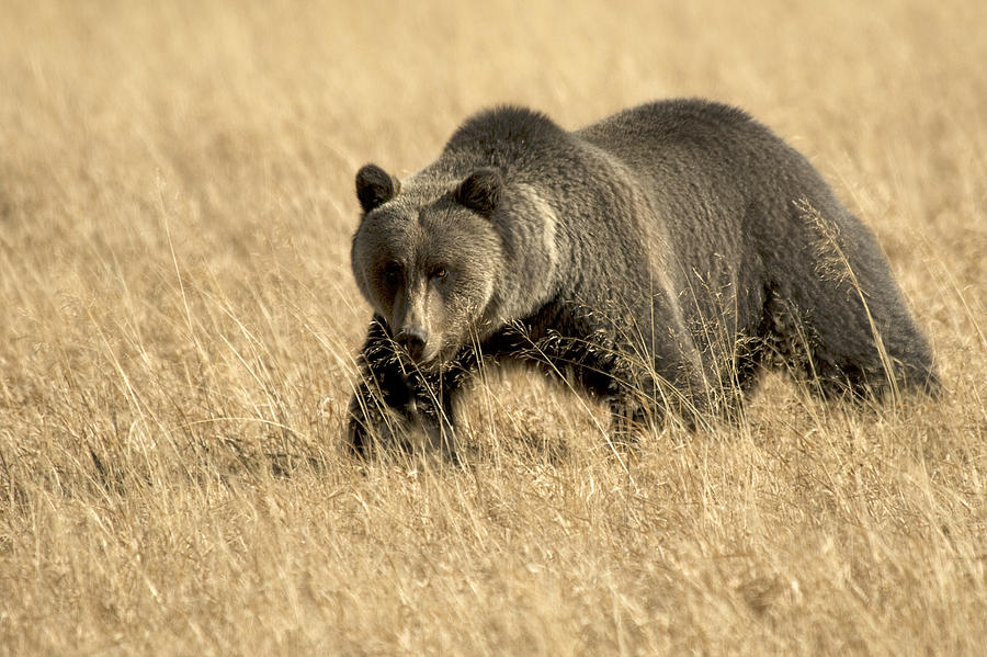 Bear On The Prowl Photograph by Gary Beeler
