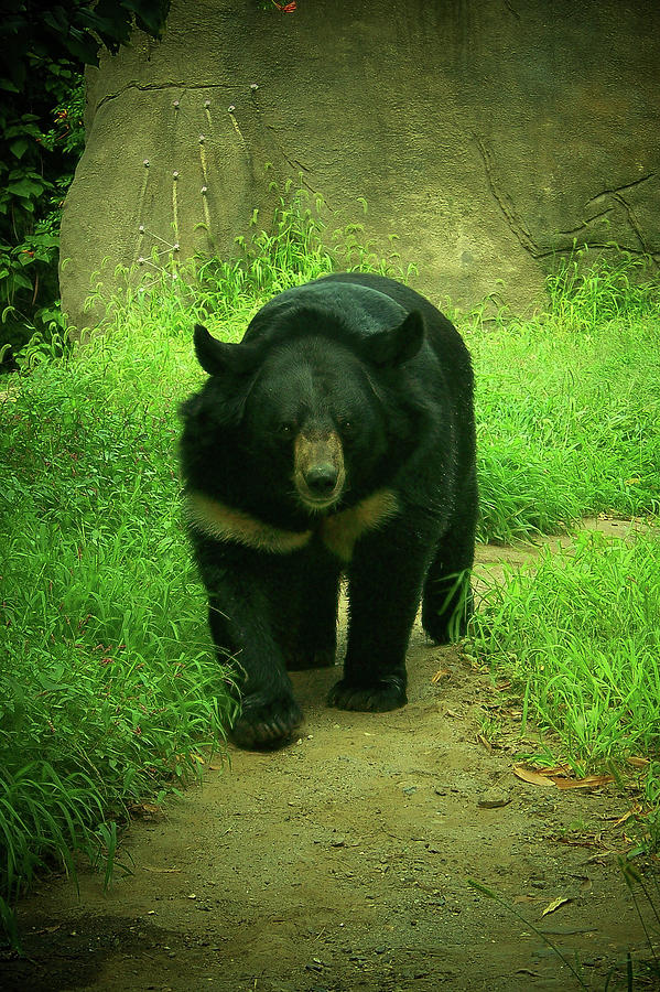 Bear On The Prowl Photograph by Trish Tritz
