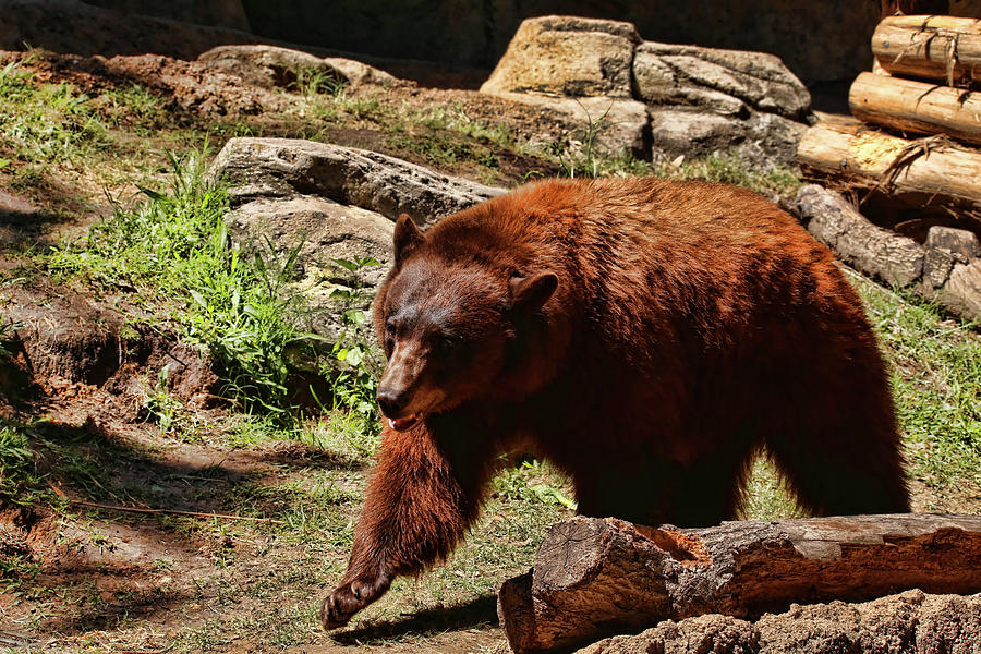 Bear Photograph - Bear Pacing by Judy Vincent