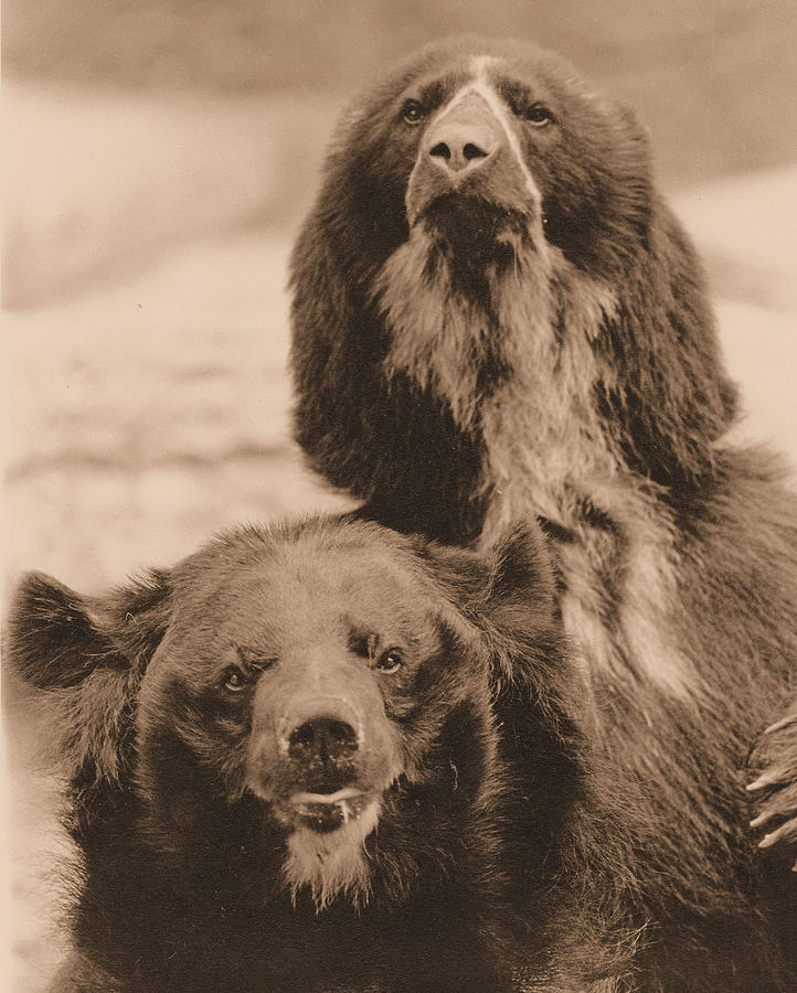Bear Pair Photograph by Josephine Buschman