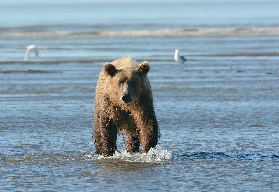 Bear Pause Photograph by Fraida Gutovich