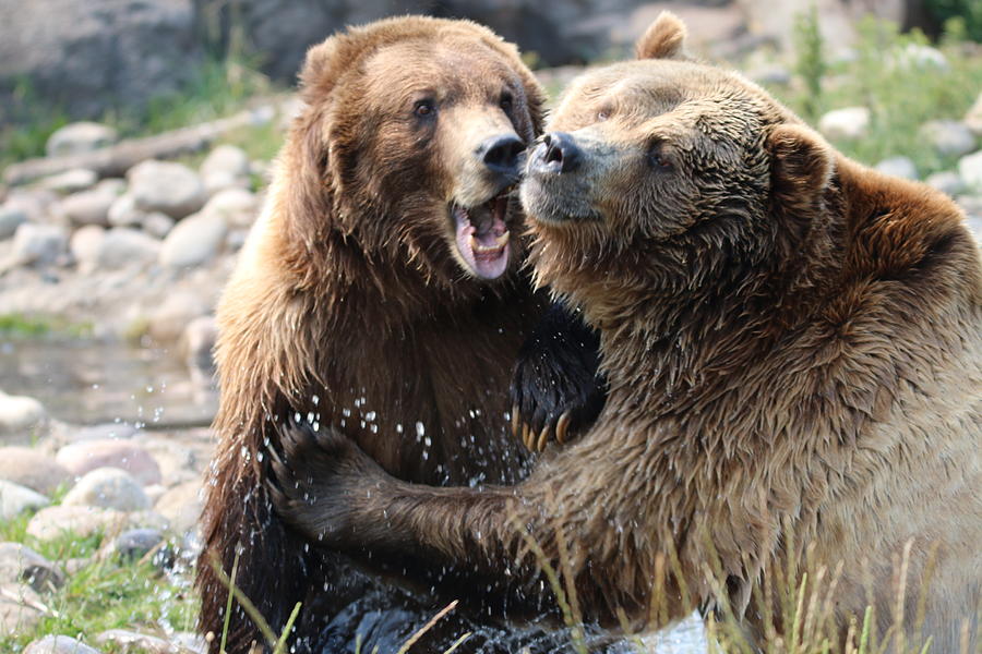 Bear Play Photograph by Tammy Crawford