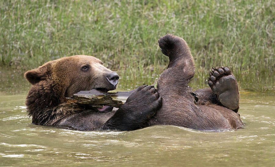 Bear Bath Photograph by Art Cole