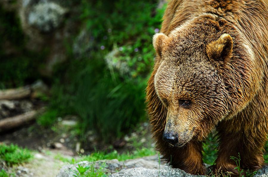 Bear Portrait Photograph by Dawn Van Doorn - Fine Art America