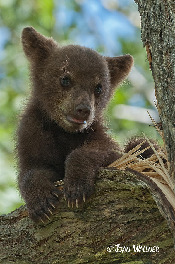 Bear Portrait Photograph by Joan Wallner
