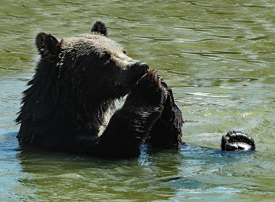 bears prayer