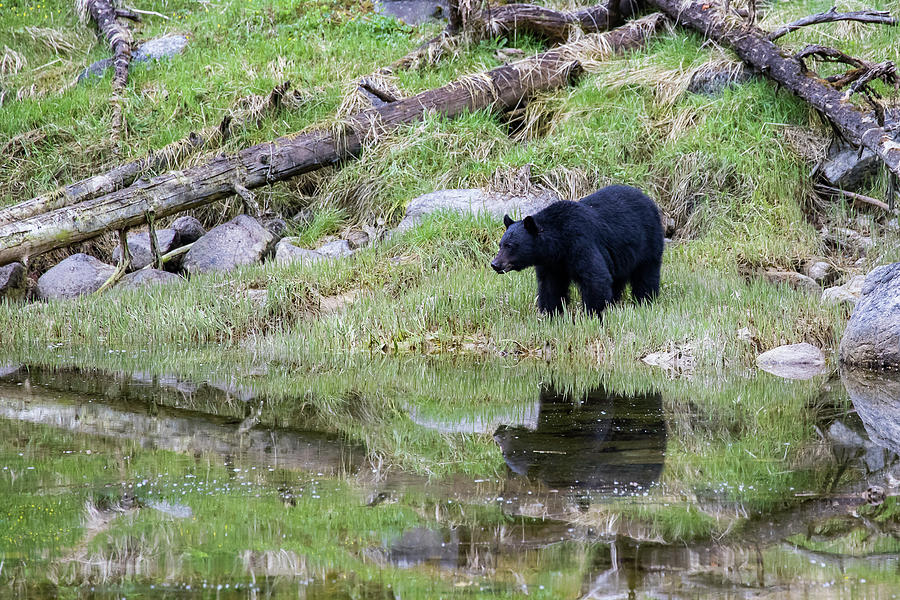 Bear Reflection 4x6 Photograph by Ronnie Maum