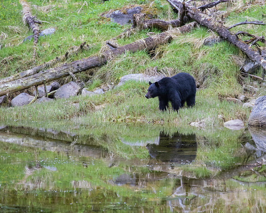 Bear Reflection Photograph