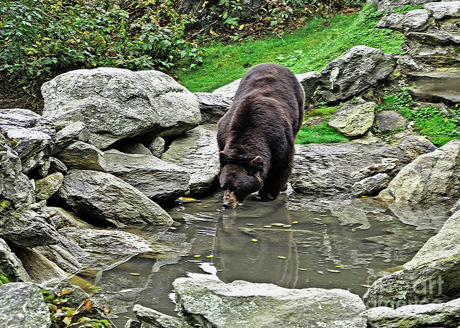 Bear Reflections Photograph by Lydia Holly