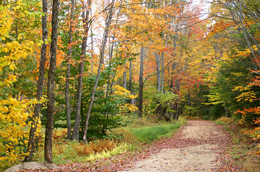 Bear Road in Autumn Photograph by Lynda Lehmann