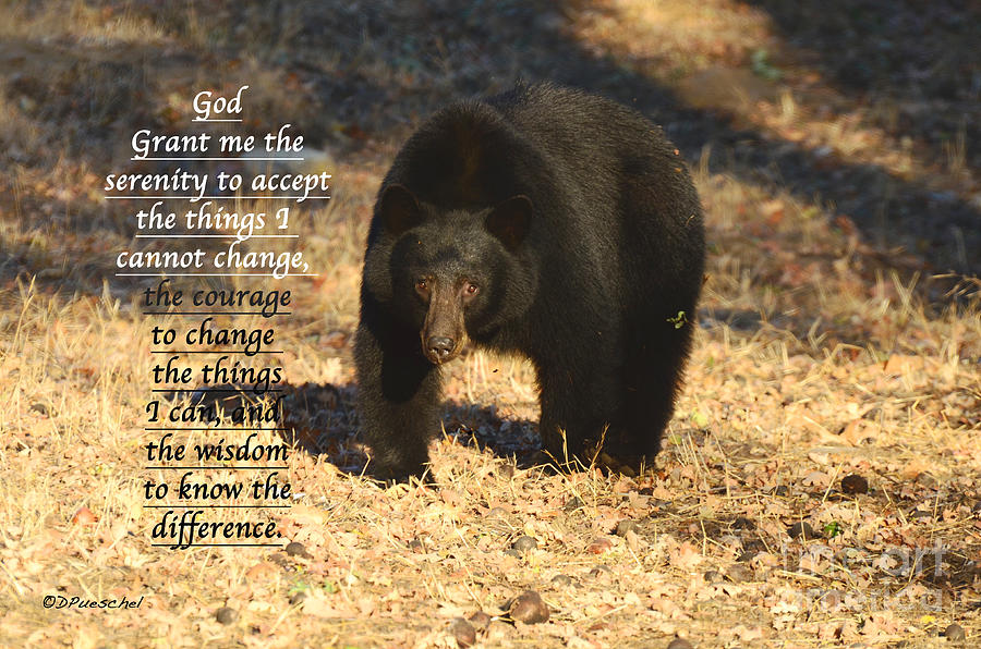 Bear Serenity Prayer Photograph by Debby Pueschel