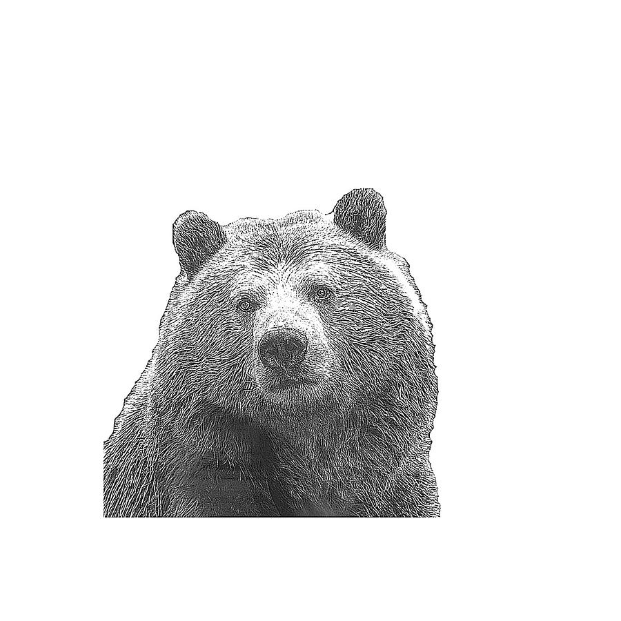 Bear Digital Art - Bear Sketch by Halley Press