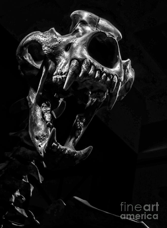 Bear Skull Photograph by James Aiken