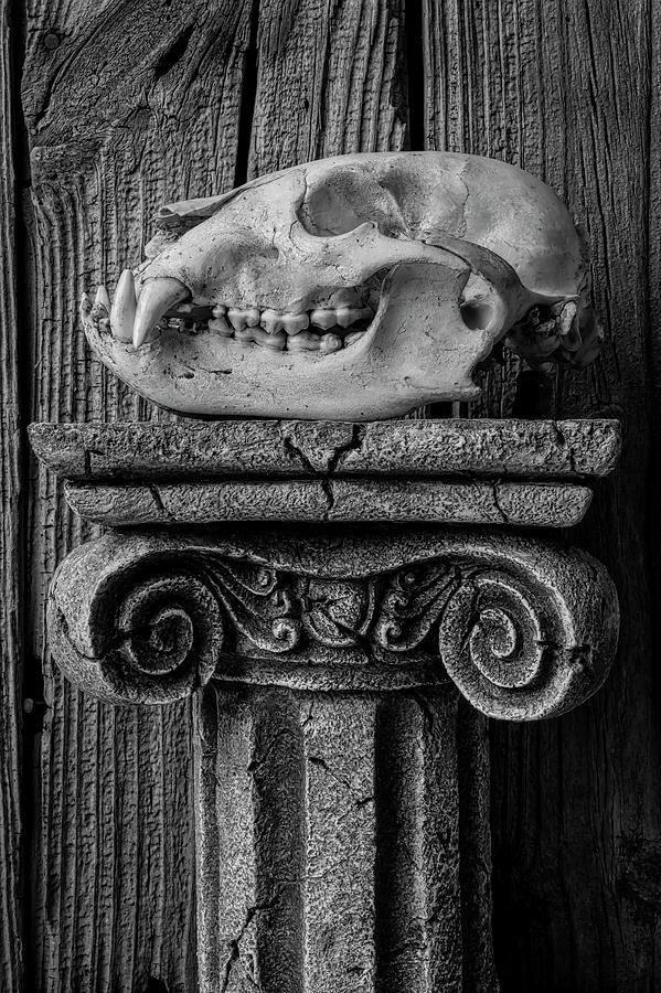 Bear Skull On Pillar Photograph by Garry Gay