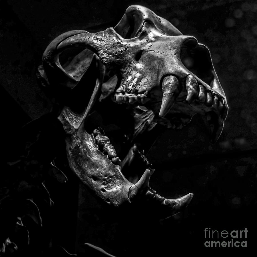 Bear Skull Square Photograph by James Aiken