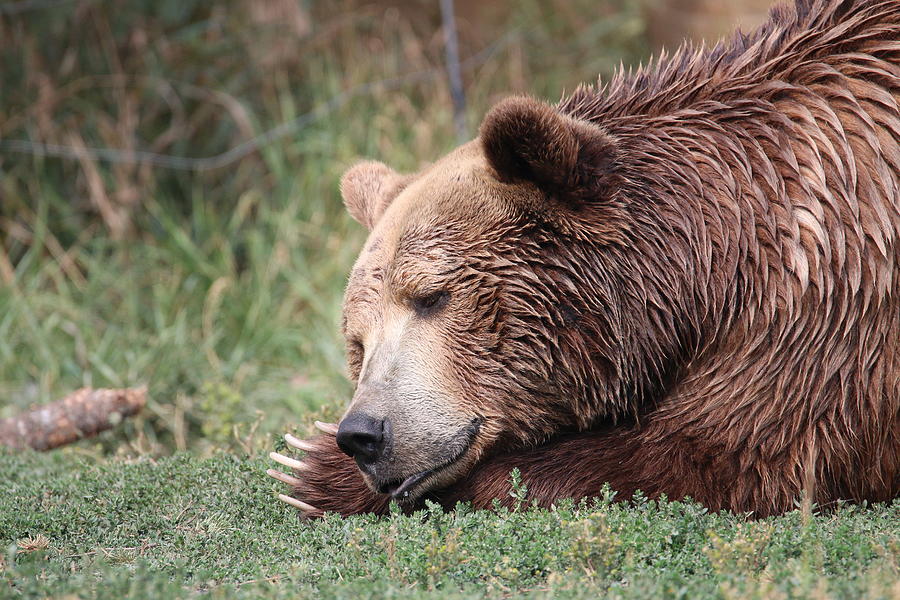 Bear Sleeping Photograph by Tammy Crawford