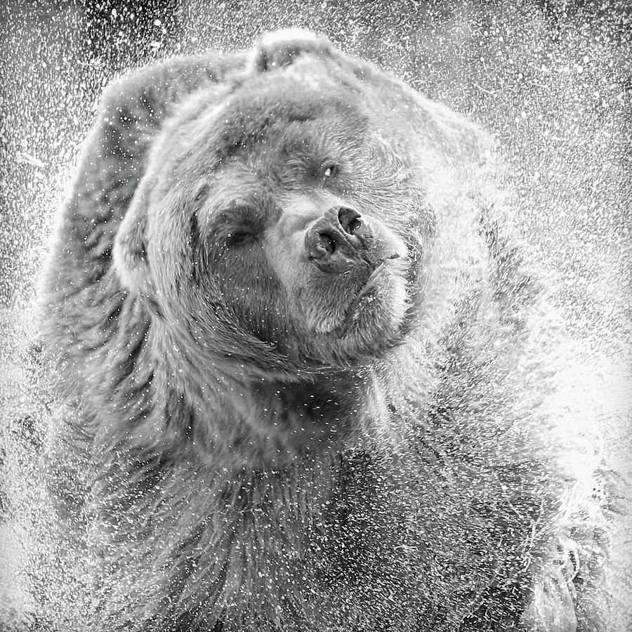 Bear Spin Photograph by Steve McKinzie