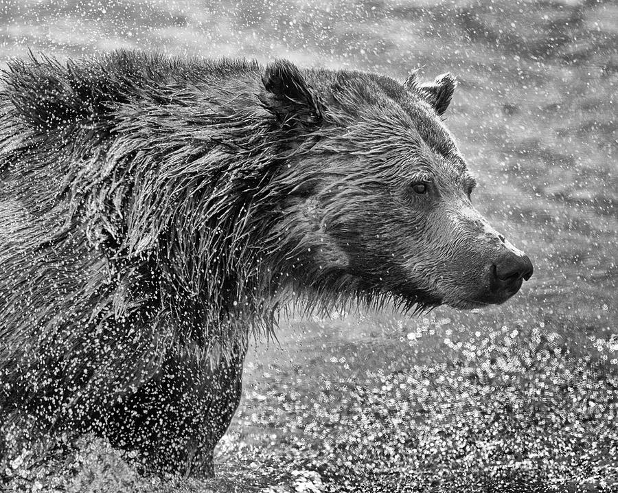 Bear Spray Photograph by Max Waugh