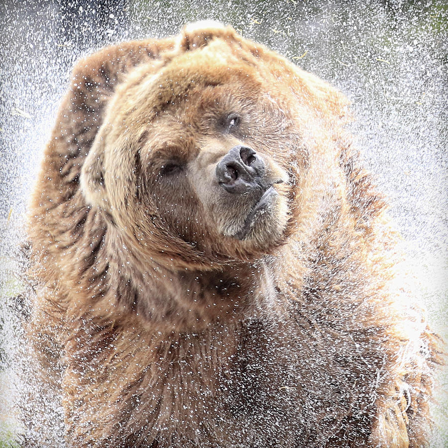 Bear Spray Photograph by Steve McKinzie