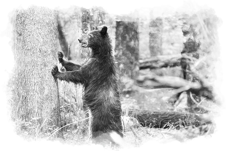 Bear standing Photograph by Dan Friend