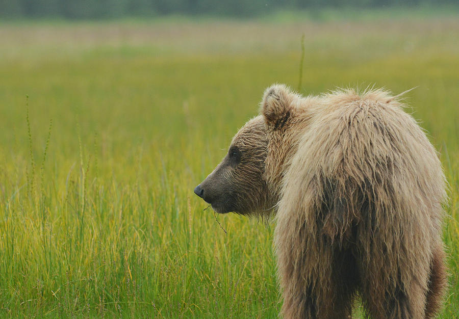 Bear Tale Photograph by Fraida Gutovich