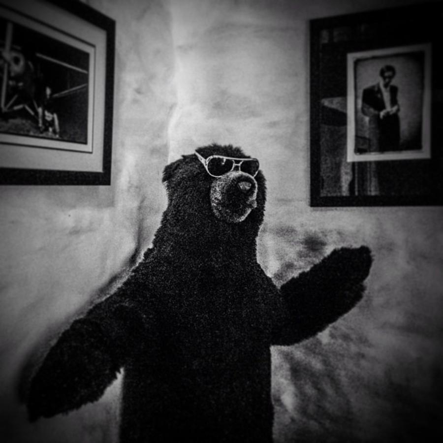 Cool Photograph - #bear #teddy #grizzly #sunglasses #cool by Sam Stratton