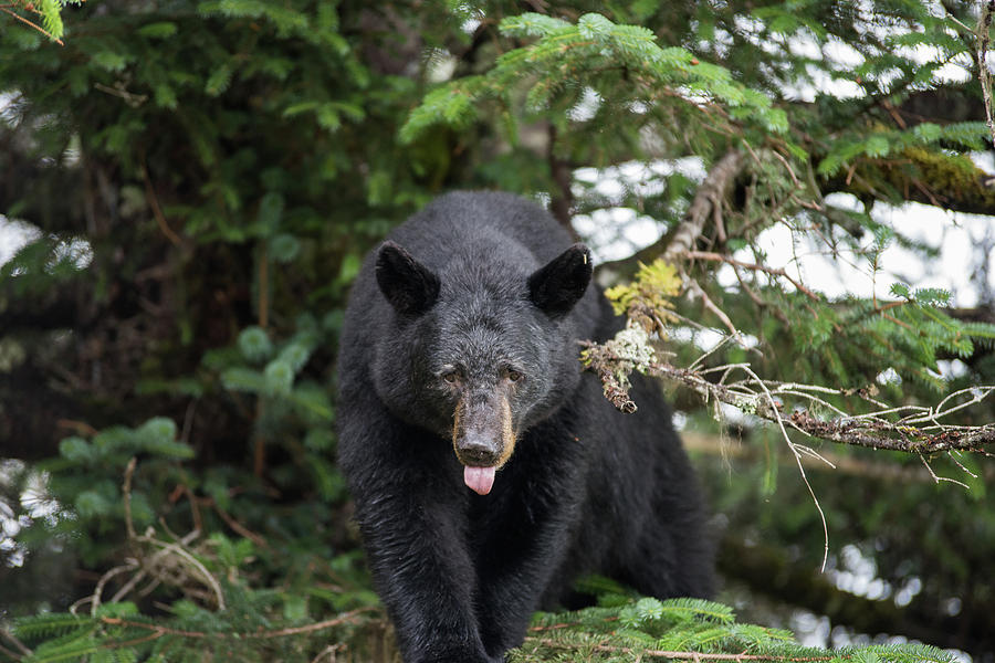 Bear Tongue Photograph by David Kirby