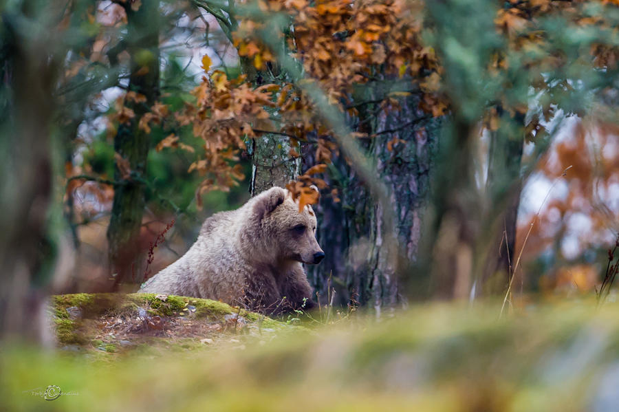 Wildlife Photograph - Bear by Torbjorn Swenelius