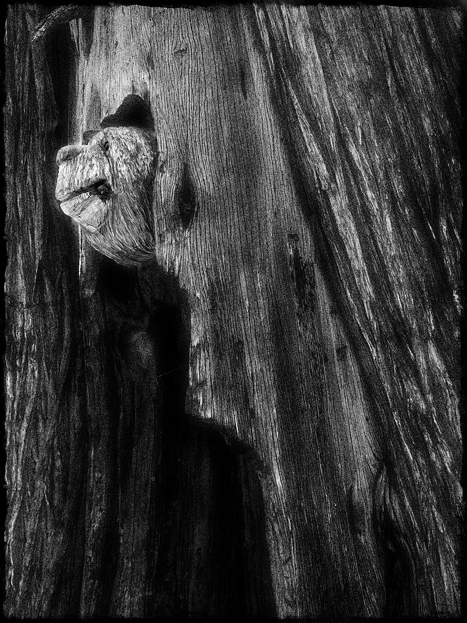Bear tree Photograph by Douglas Craig